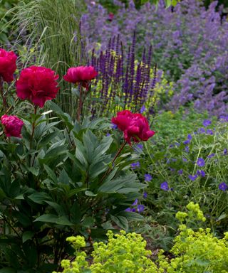 red peonies planted with lavender
