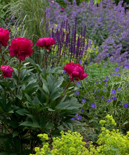 How to grow peonies to enjoy their glorious blooms | Homes & Gardens