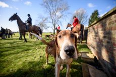 Hound.jpg