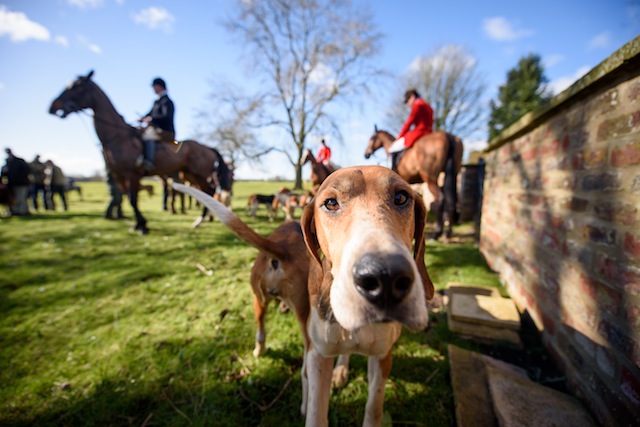 Hound.jpg