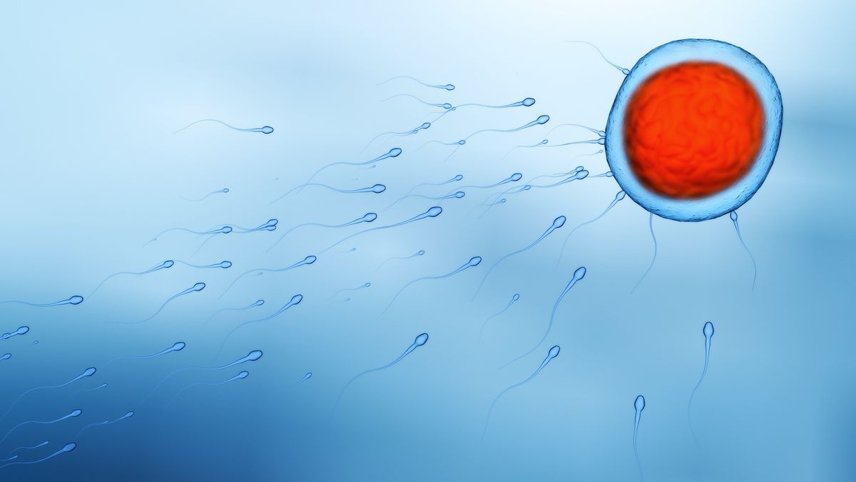 Do sperm really race to the egg?