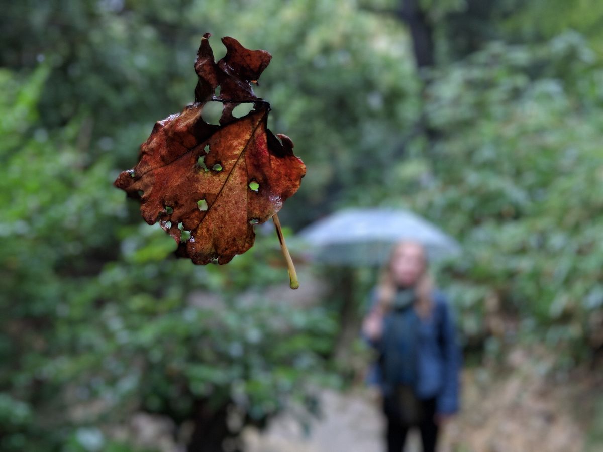 A leaf caught in a web