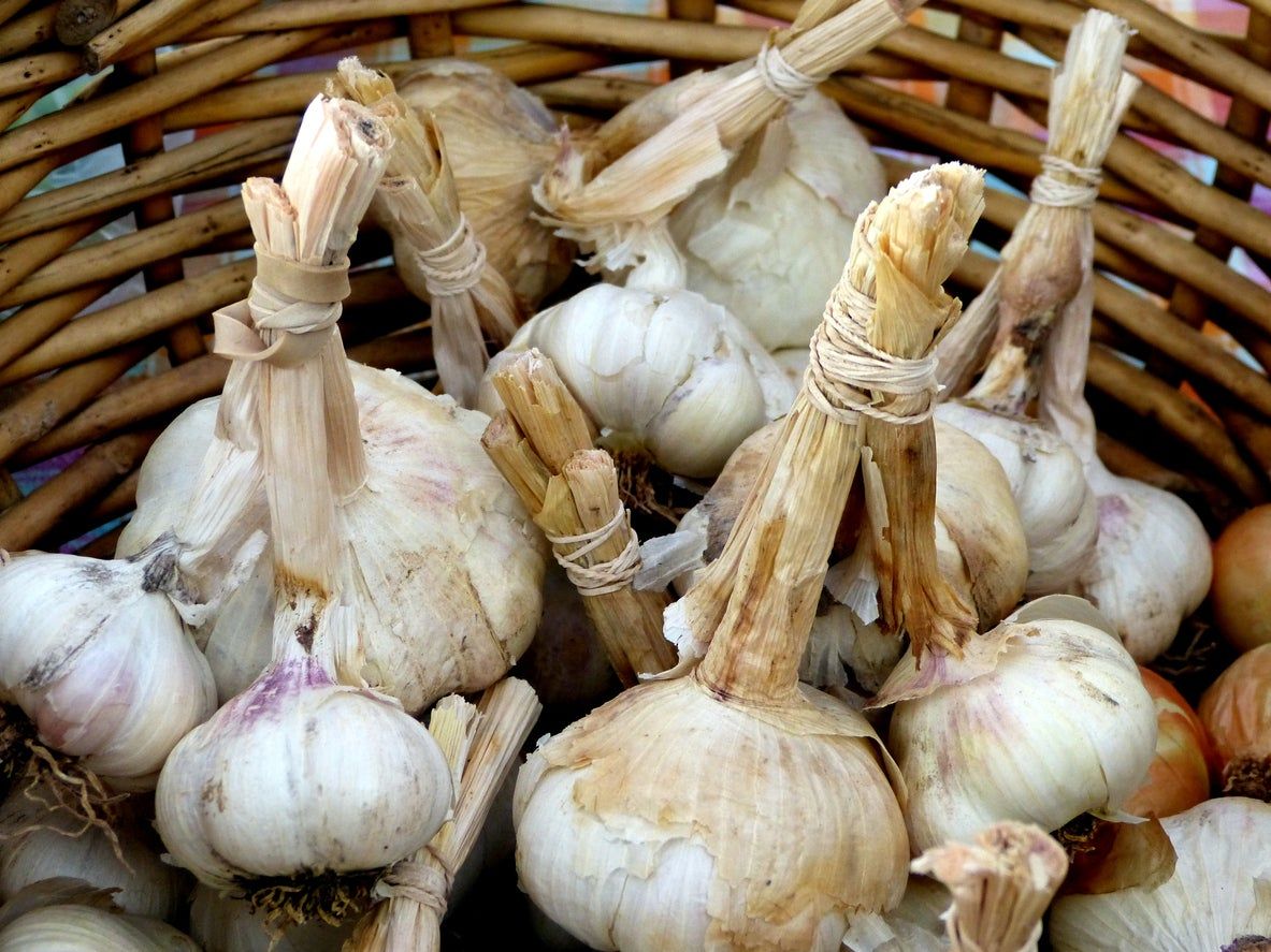 Wooden Basket Full Of Early Red Italian Garlic