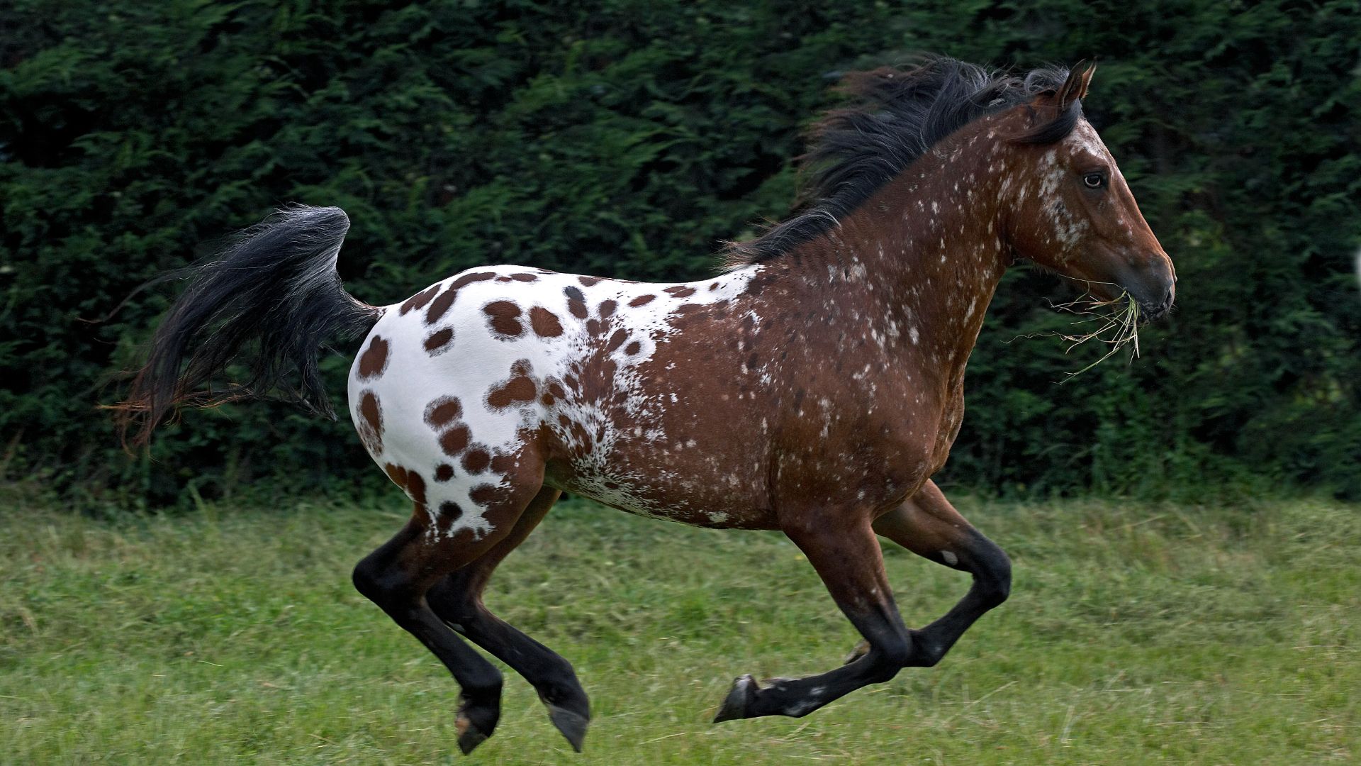 blanket appaloosa galloping
