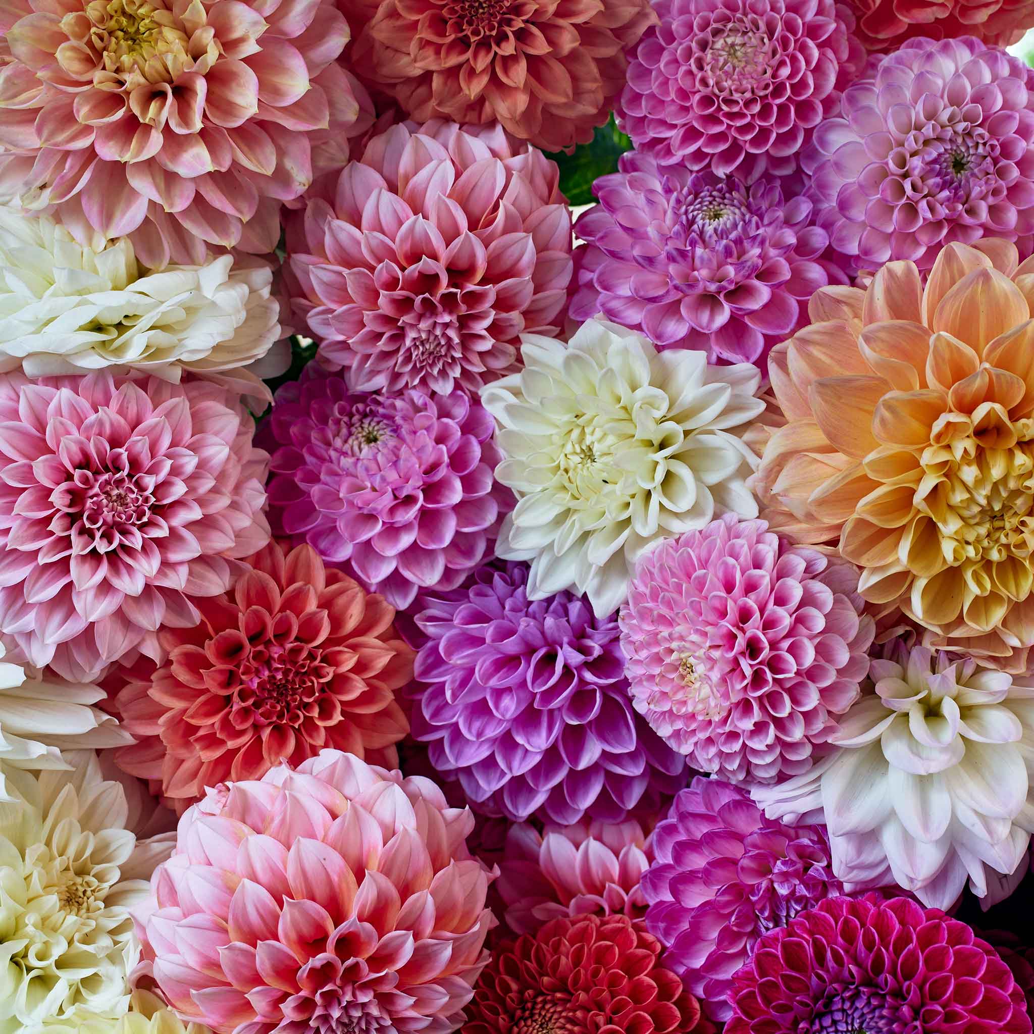 90 Days of Dahlias - Long Lasting Mix
