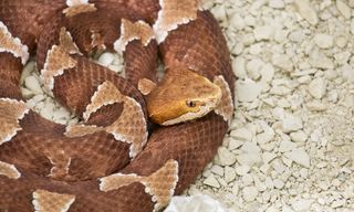 In 2011, scientists revealed that deadly pit vipers can also reproduce without sex. Researchers investigated a female copperhead at the North Carolina Aquarium at Fort Fisher.