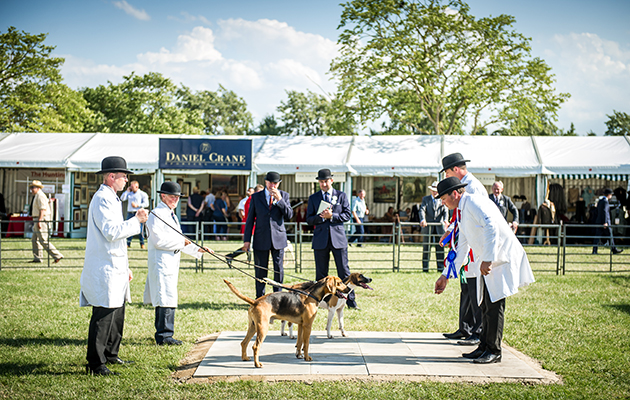 Judging of the harrier supreme championship where Waveney Laughter 15 takes the title with Holcombe Daystar 14 in reserve