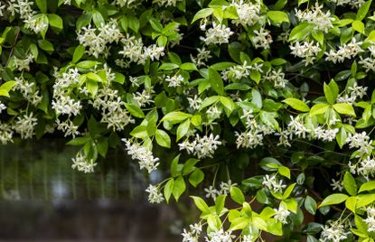 Plants to Cover a Fence — 10 Picks to Beautify Your Yard | Livingetc