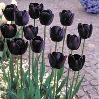 Tulip Queen of the Night 