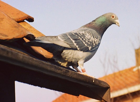 pigeon, homing pigeons, are pigeons pests