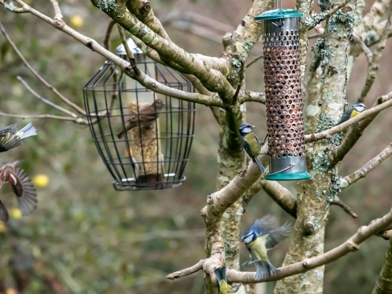 Birds And Birdfeeders In Trees