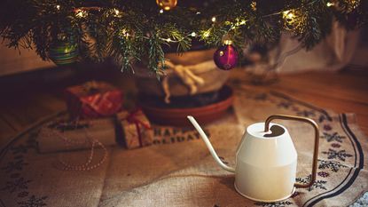 A white metal watering can besides a real christmas tree indoors
