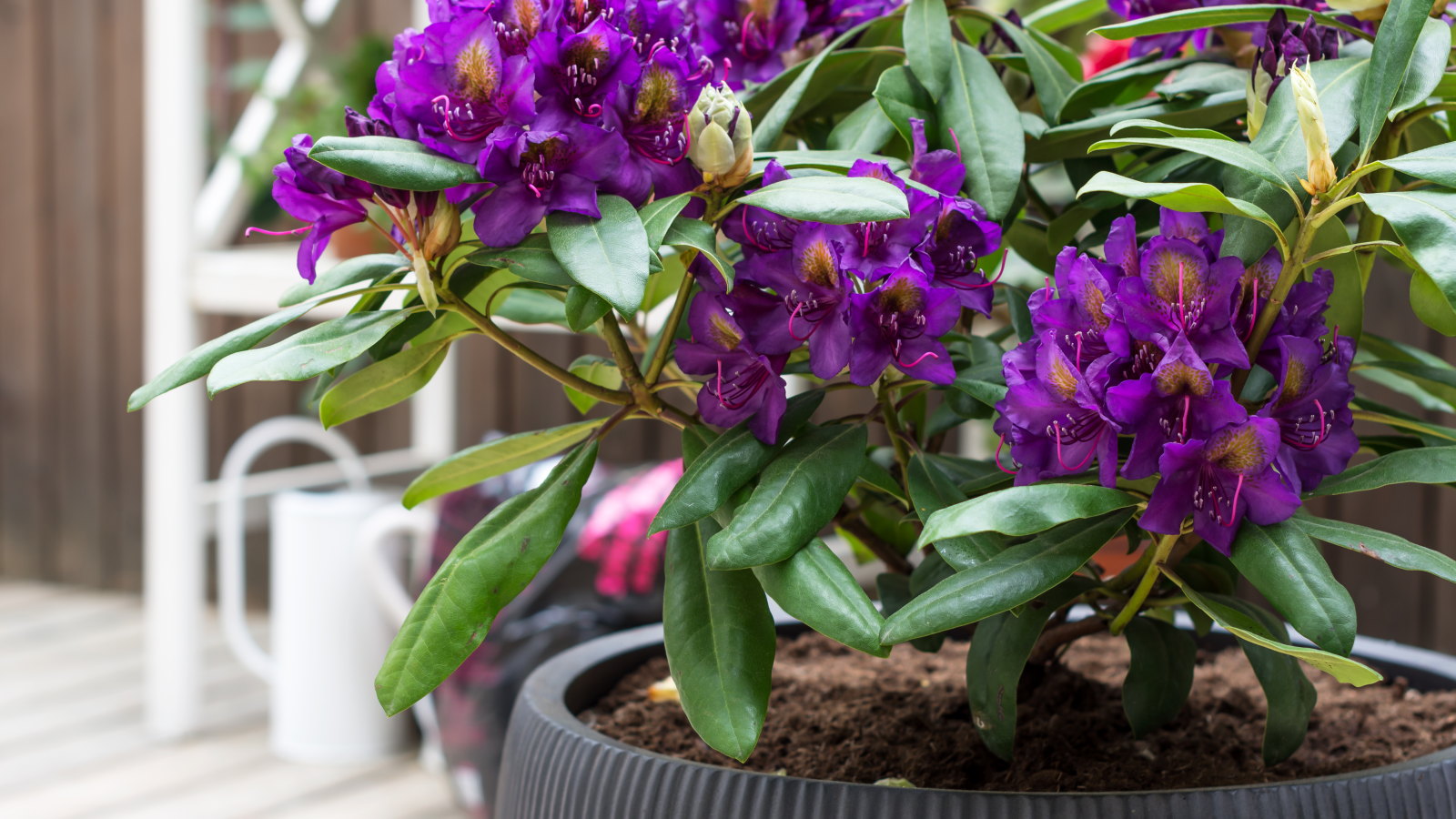 A purple-flowering azalea is growing in a large black pot on a terrace