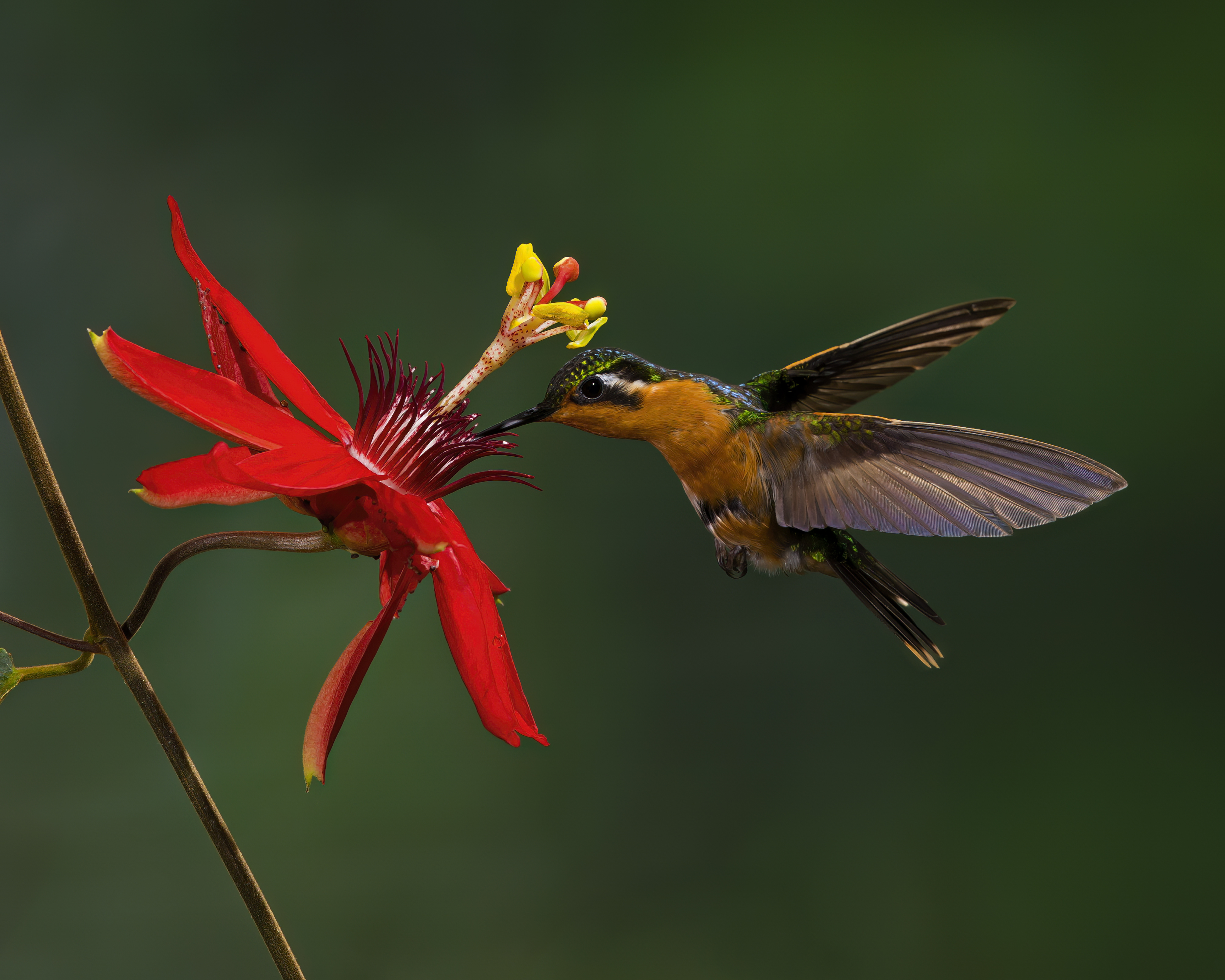 A purple-throated mountain gem hummingbird probes a flower in Costa Rica
