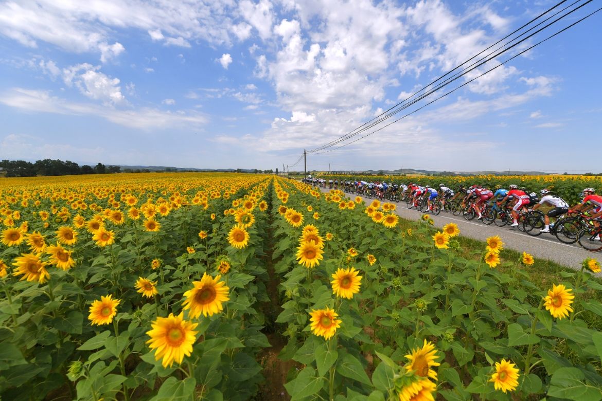 Sunflowers featured prominently early on stage 16 of the Tour de France