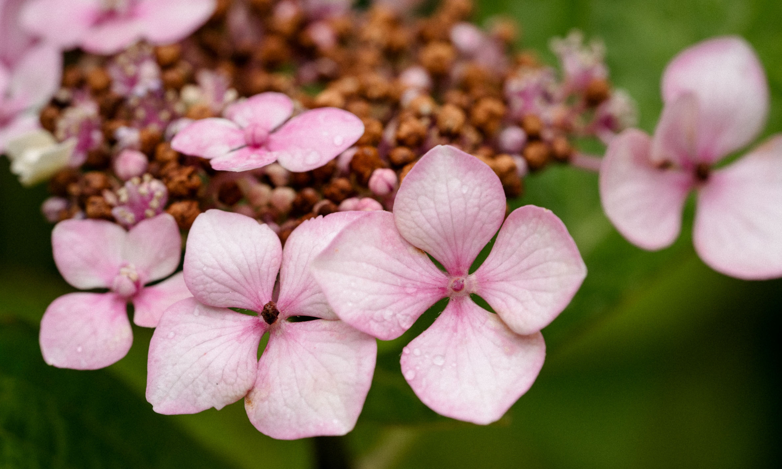 Lacecap hydrangea flower close up