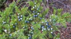 Creeping juniper with blue berries in a garden border