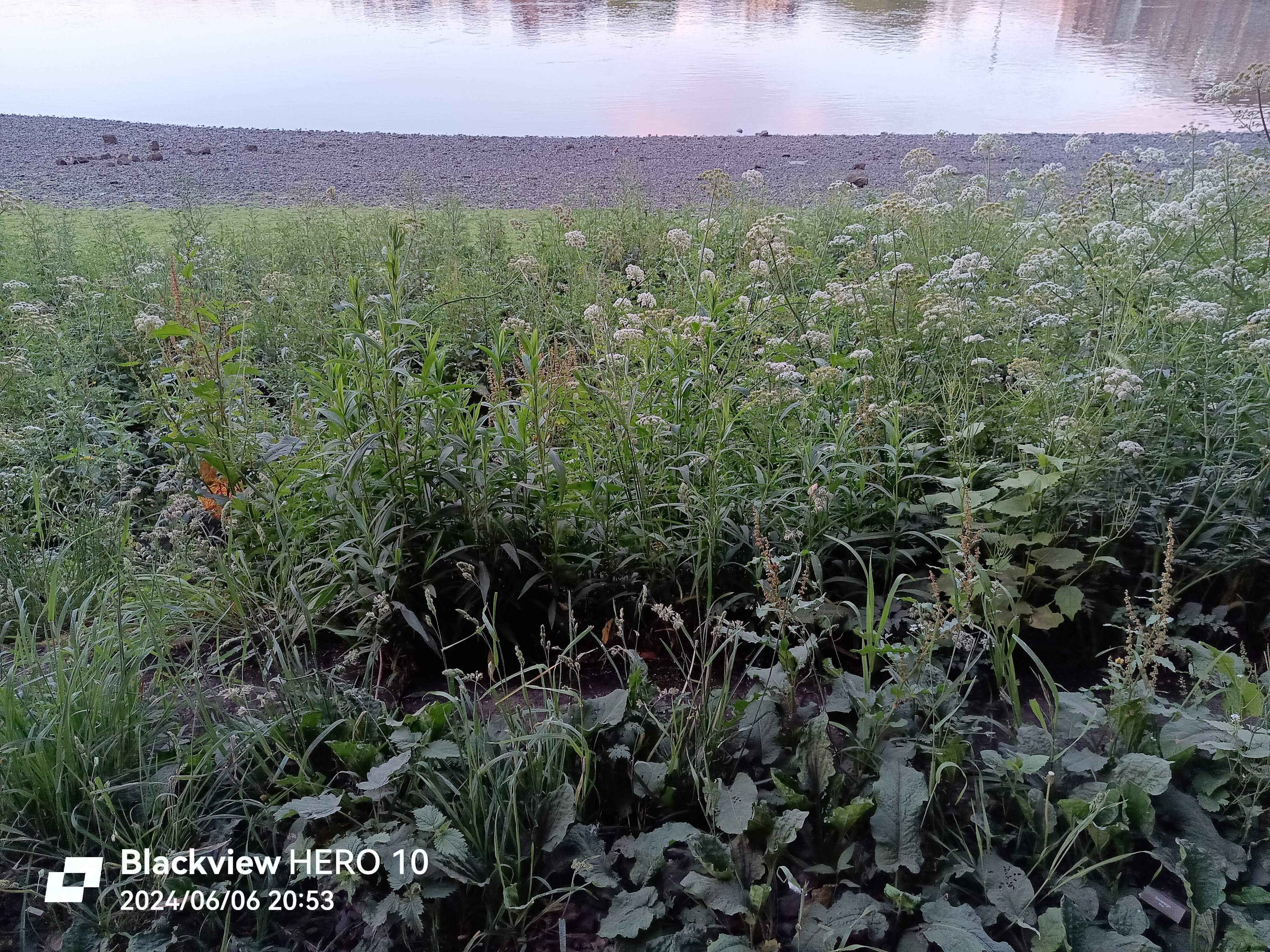 Picture of foliage on Thames river bank