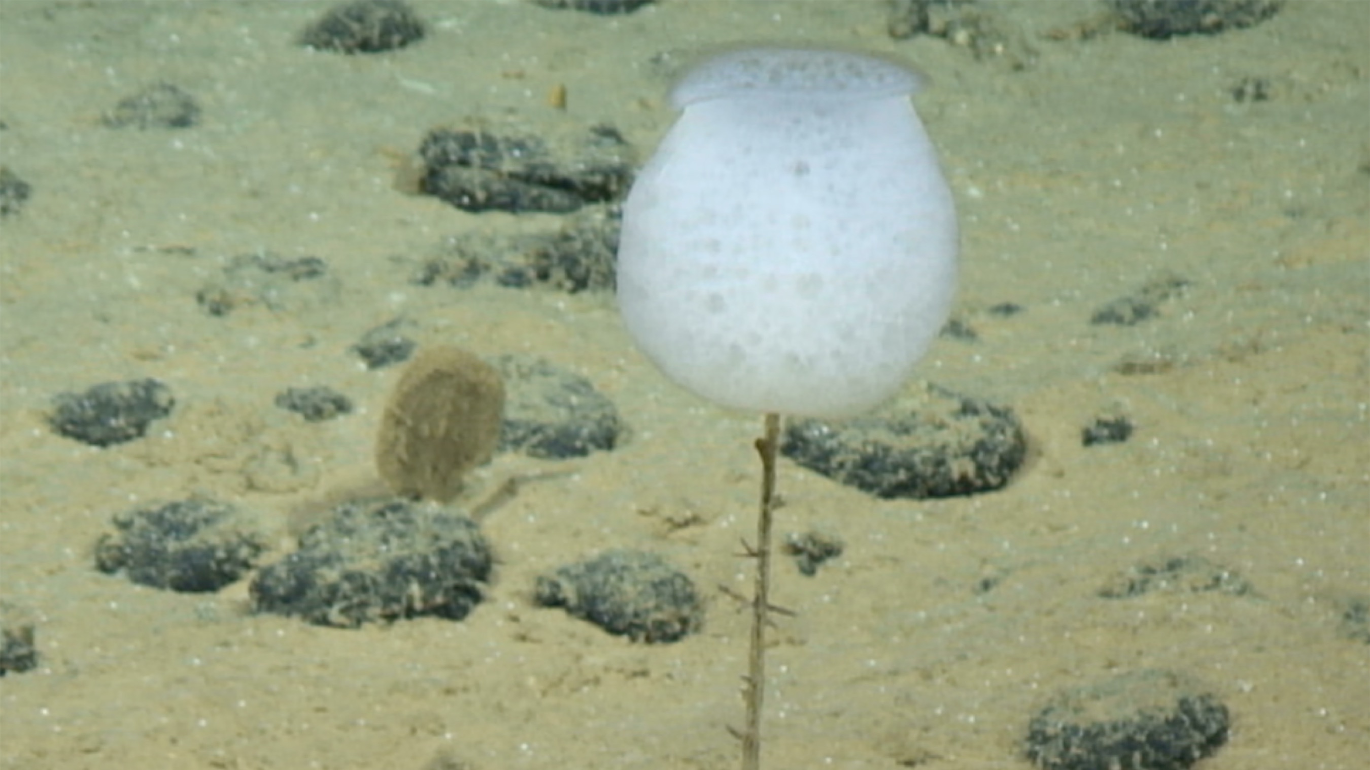 A white sea sponge (hyalonema) found in the Pacific Ocean.