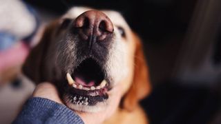 owner checking dog's mouth