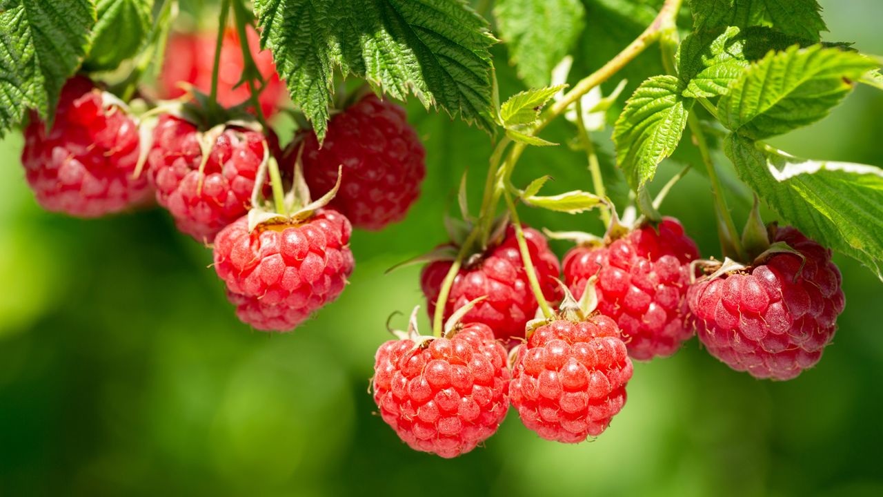 Raspberry plant