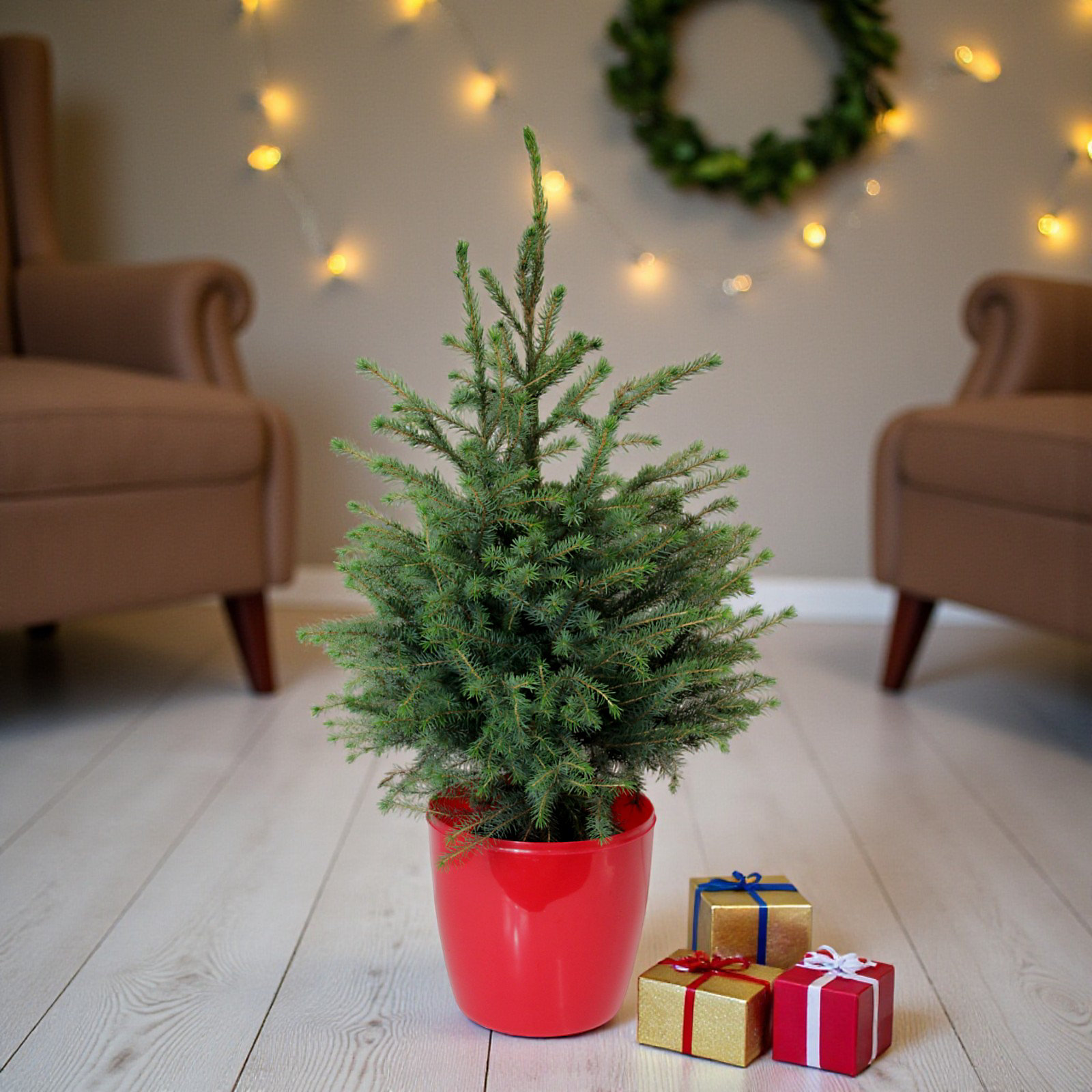 Serbian Spruce Potted Christmas Tree - 2.5ft - 3.5ft