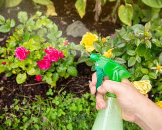 spraying pesticide from bottle
