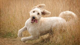 Goldendoodle facts: Goldendoodle racing through a field