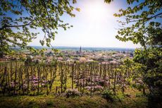 Cornas & St-P&eacute;ray 2021