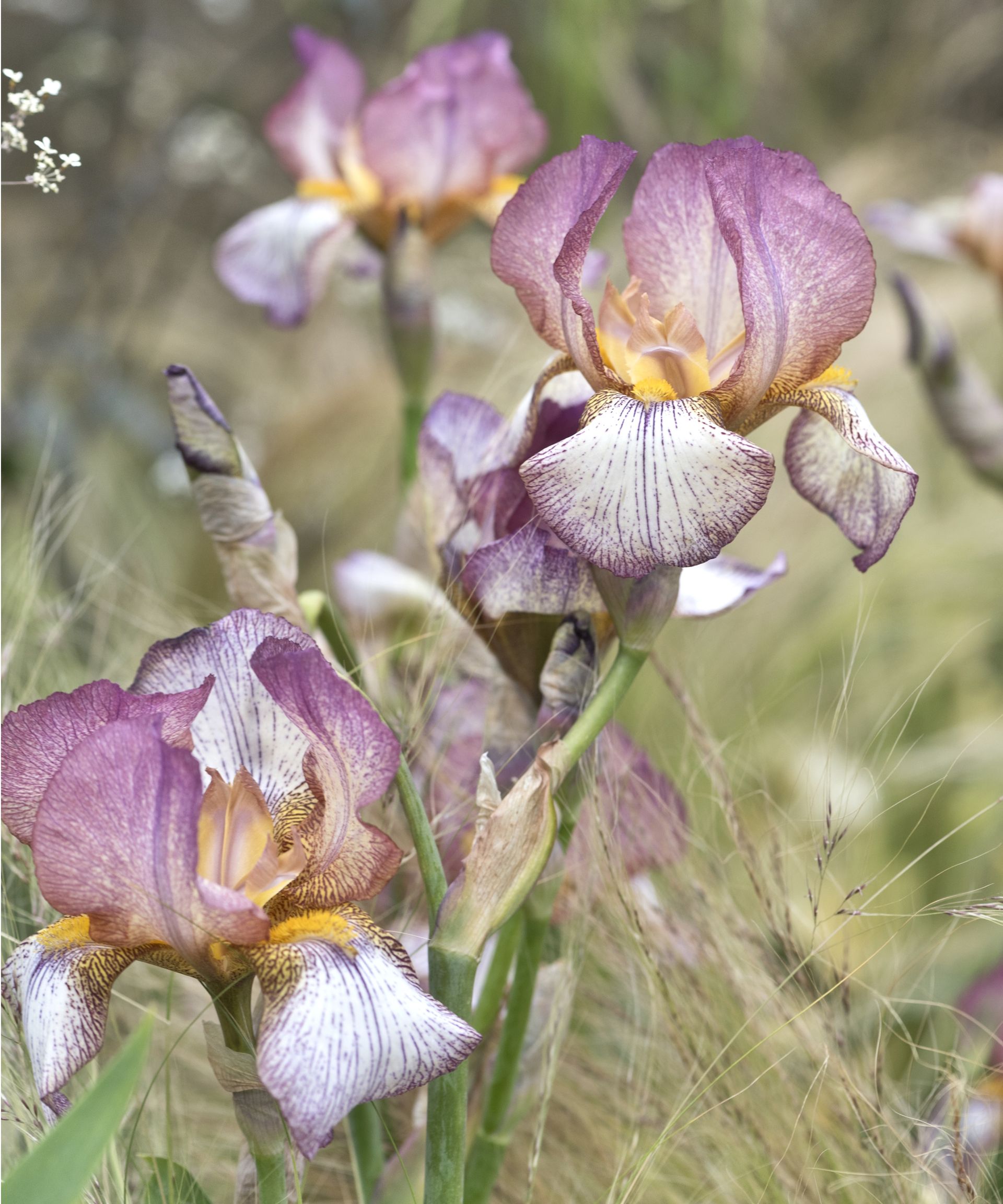 Irises at Cheslea 2024