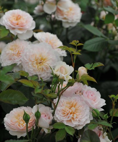 Types of roses: 11 beautiful varieties for your garden | Gardeningetc