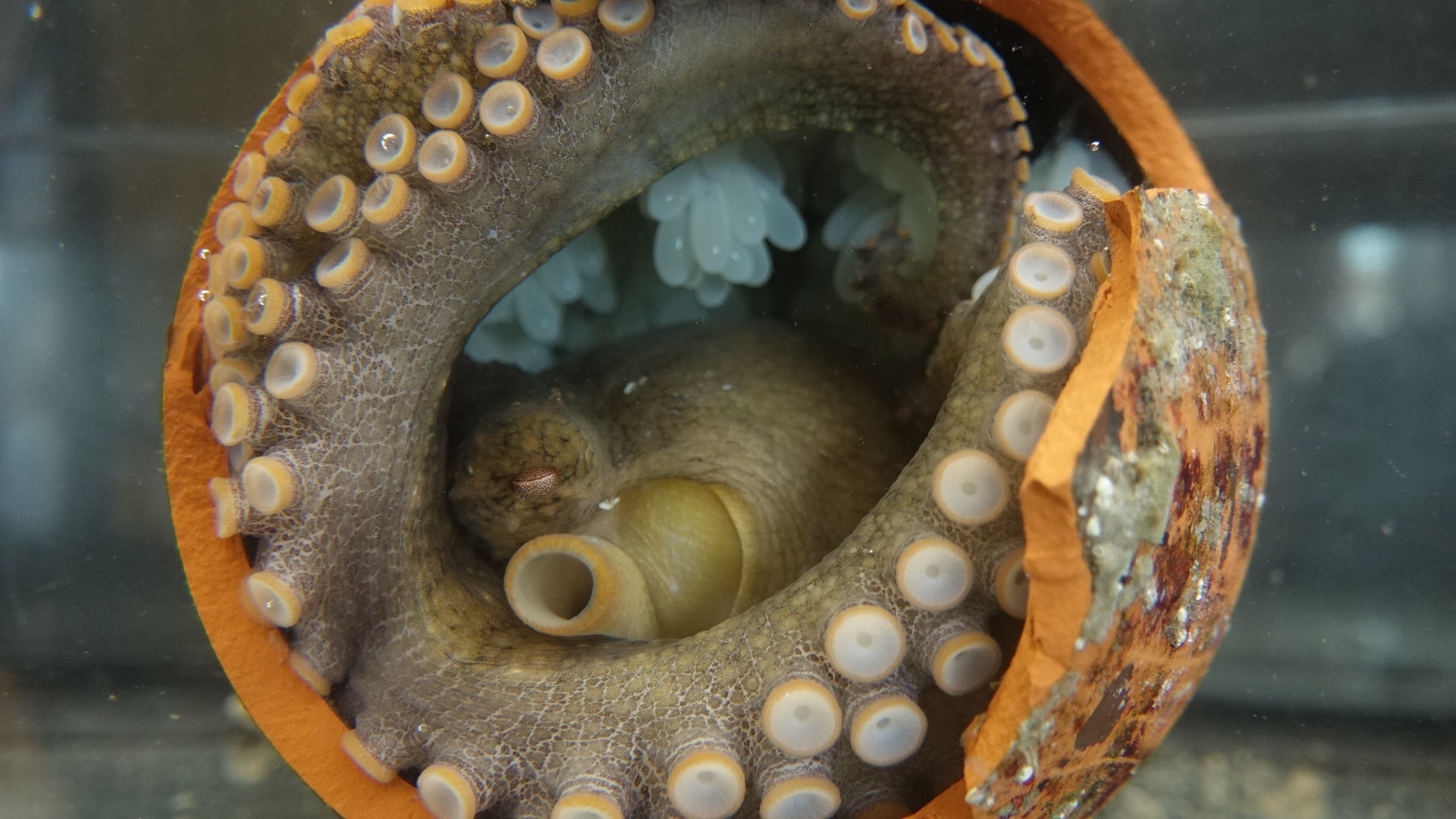The California two-spotted octopus (Octopus bimaculoides) has circular blue eye circles on both sides of its head.