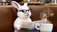A rabbit wearing glasses sitting in a cafe and reading a newspaper
