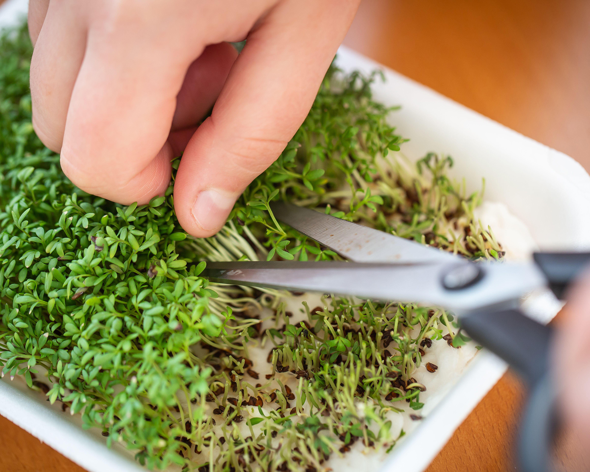 Woman cutting fresh, homemade watercress by scissors
