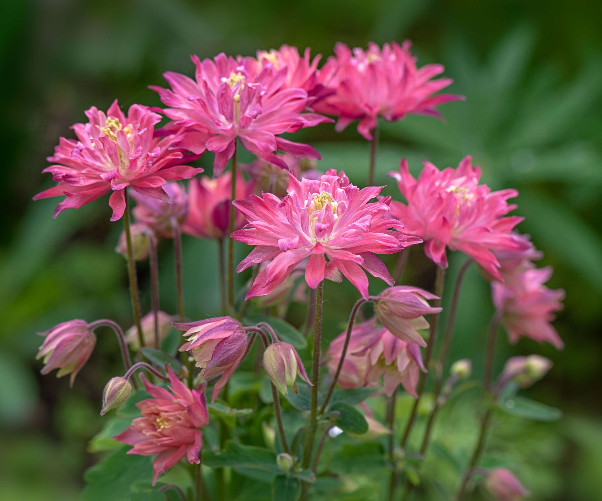 aquilegia plants with rose pink flowers
