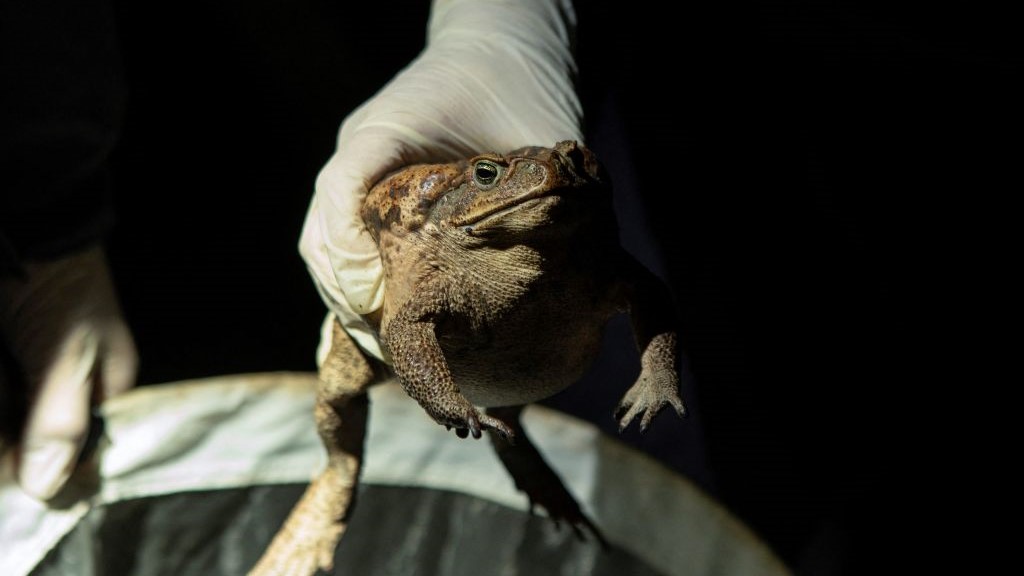  10 times humans messed with nature and it backfired 