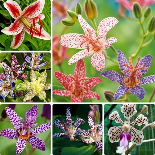 30 Tricyrtis Flower Seeds for Planting, Mixed Color Tricyrtis Wonder Toad Lily Flower Seed, Shade Loving Perennial, Non-Gmo Heirloom Tricyrtis Seed for Small Garden Border, Home Outdoor