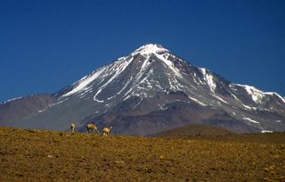 Mount Llullaillaco, photographed in 1999. In the foreground are vicunas, a llama relative.