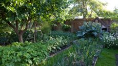 picture of a vegetable garden with trees and brick wall surrounding to support expert advise on how to use coffee grounds in your garden