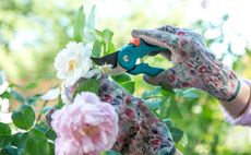 Hands in floral pink and green gardening gloves with green shears pruning roses that are pink and white 