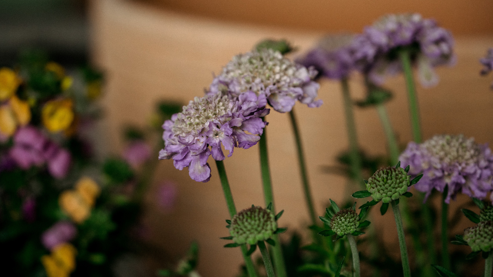Close up of lilac scabious in flower