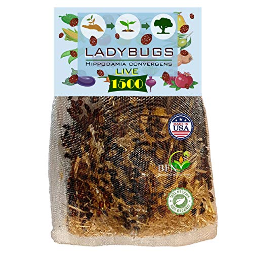 Clark&amp;amp;co Organic 1500 Live Ladybugs - Good Bugs for Garden - Pre-Fed Hippodamia Convergens for Insects - Guaranteed Live Delivery!