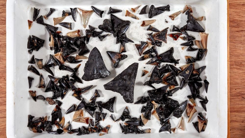 An array of shark teeth displayed on a tray. 