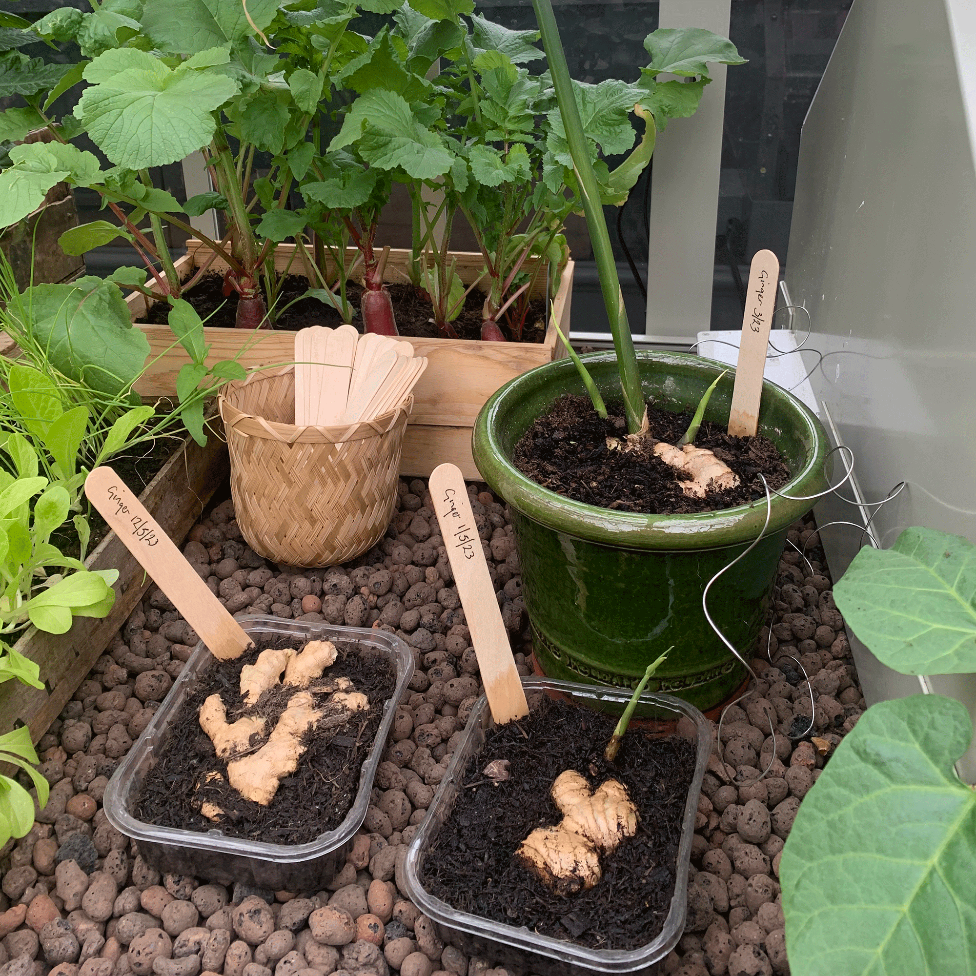 Ginger growing in a pot in a green house