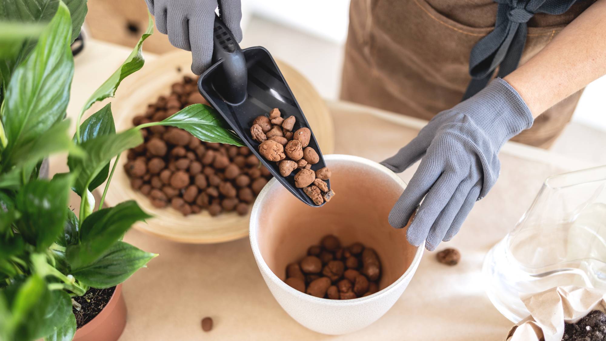 Semi-hydro LECA pebbles used to repot plant