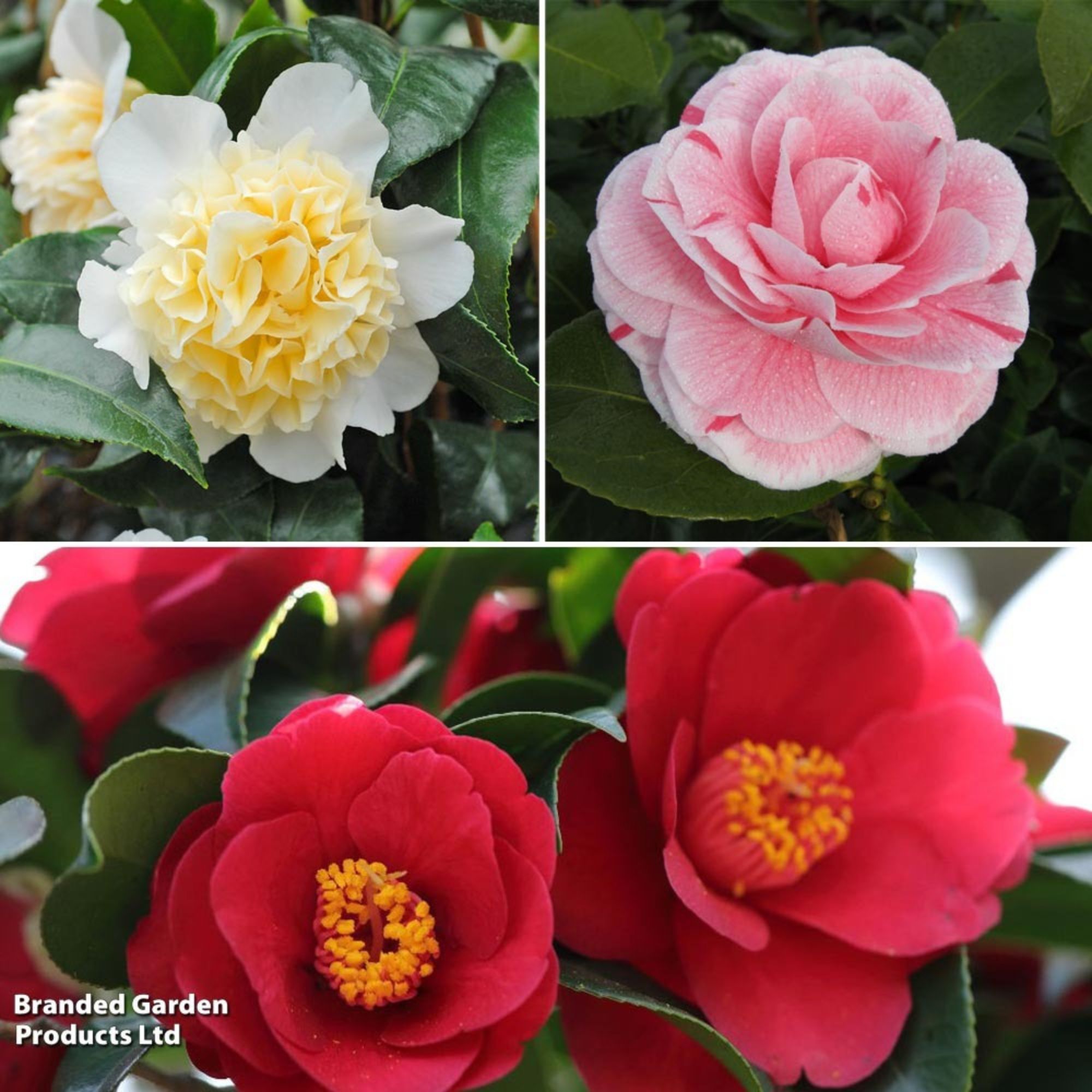 camellia collection