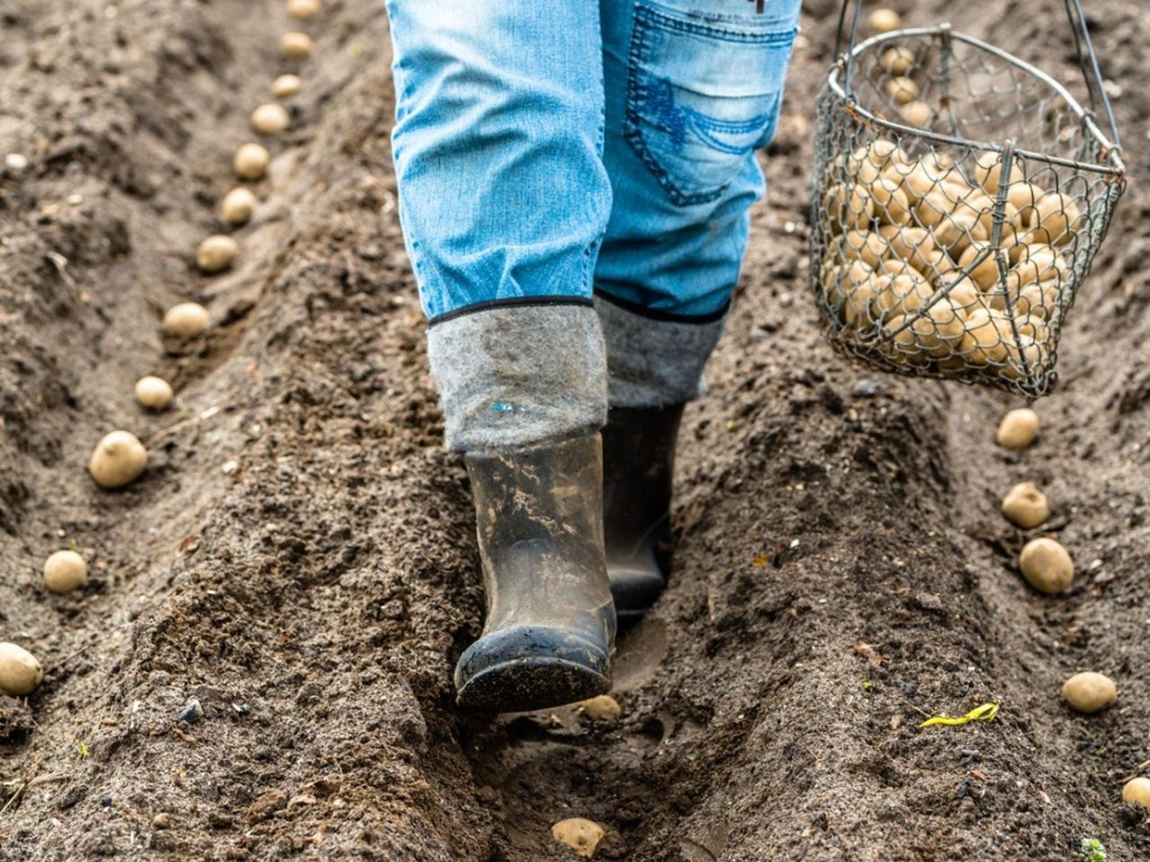 A farmer in boots walks through rows of potatoes being planted