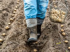 A farmer in boots walks through rows of potatoes being planted