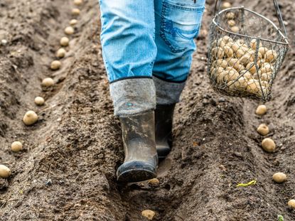 Planting Potatoes: Depth And Spacing Guidelines