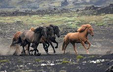 icelandic horse name